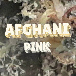 Afghani Pink Cannabis Strain