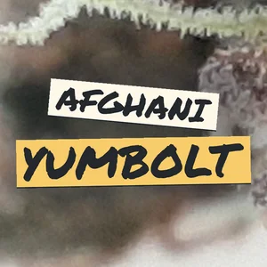 Afghani Yumbolt Cannabis Strain