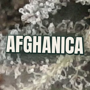 Afghanica Cannabis Strain