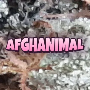 Afghanimal Cannabis Strain