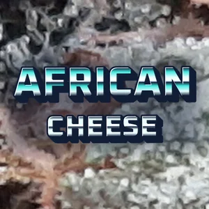 African Cheese Cannabis Strain