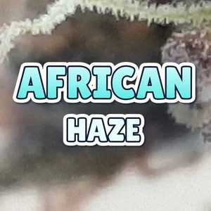 African Haze Cannabis Strain