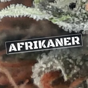 Afrikaner Cannabis Strain