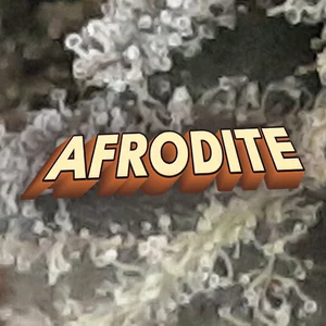 Afrodite Cannabis Strain