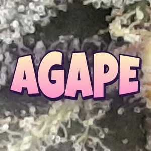 Agape Cannabis Strain