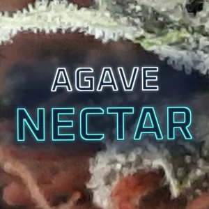Agave Nectar Cannabis Strain