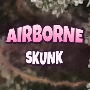 Airborne Skunk Cannabis Strain