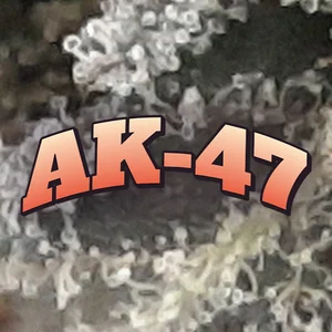 AK-47 Cannabis Strain