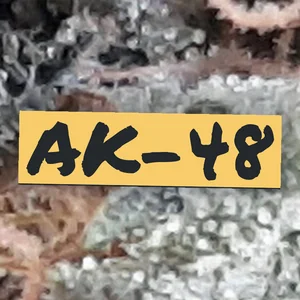 AK-48 Cannabis Strain
