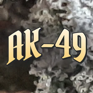 AK-49 Cannabis Strain