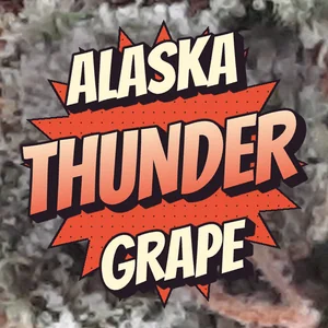 Alaska Thunder Grape Cannabis Strain