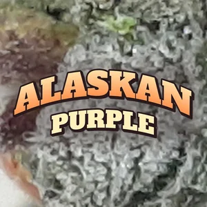 Alaskan Purple Cannabis Strain