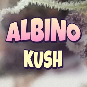 Albino Kush Cannabis Strain