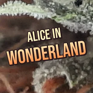 Alice in Wonderland Cannabis Strain