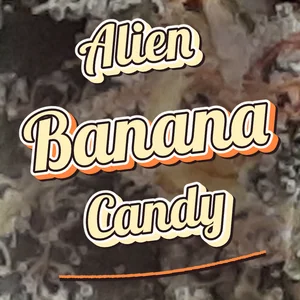 Alien Banana Candy Cannabis Strain