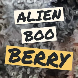 Alien Boo Berry Cannabis Strain