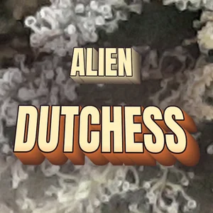 Alien Dutchess Cannabis Strain