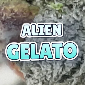 Alien Gelato Cannabis Strain
