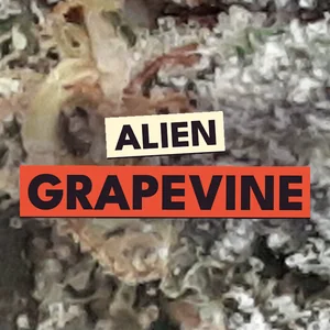 Alien Grapevine Cannabis Strain