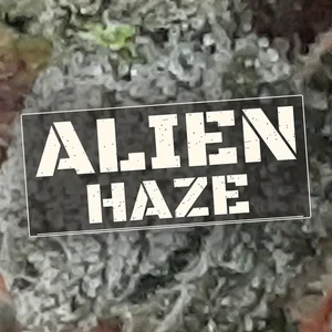 Alien Haze Cannabis Strain