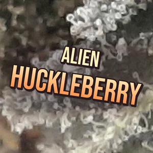 Alien Huckleberry Cannabis Strain