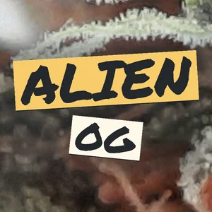 Alien OG Cannabis Strain