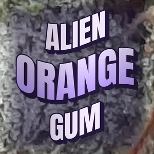 Alien Orange Gum Cannabis Strain