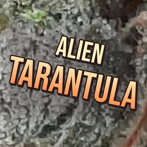 Alien Tarantula Cannabis Strain