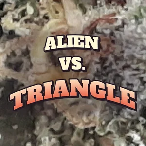 Alien vs. Triangle Cannabis Strain