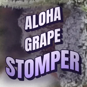 Aloha Grape Stomper Cannabis Strain