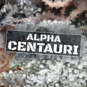 Alpha Centauri Cannabis Strain