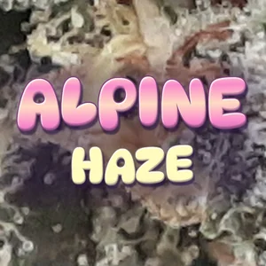Alpine Haze Cannabis Strain