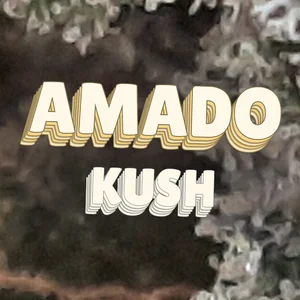 Amado Kush Cannabis Strain