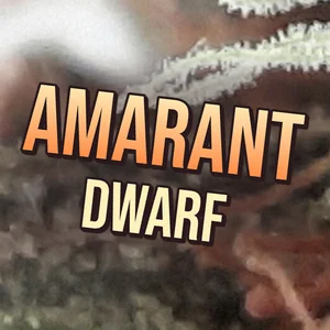 Amarant Dwarf Cannabis Strain