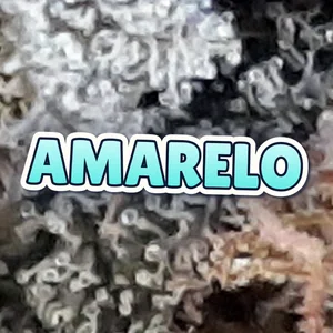 Amarelo Cannabis Strain