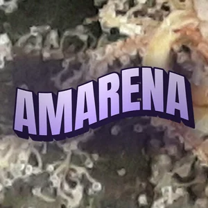 Amarena Cannabis Strain
