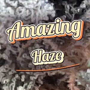 Amazing Haze Cannabis Strain