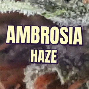 Ambrosia Haze Cannabis Strain