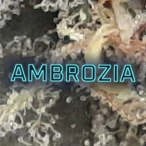 Ambrozia Cannabis Strain
