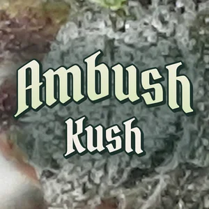 Ambush Kush Cannabis Strain