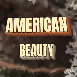 American Beauty Cannabis Strain