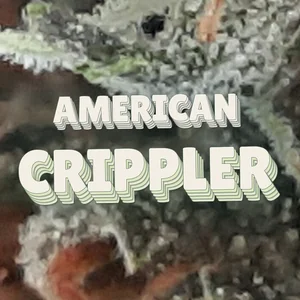American Crippler Cannabis Strain
