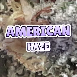 American Haze Cannabis Strain