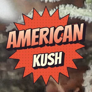 American Kush Cannabis Strain