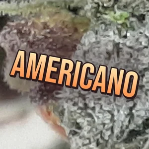 Americano Cannabis Strain