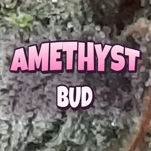 Amethyst Bud Cannabis Strain