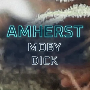 Amherst Moby Dick Cannabis Strain