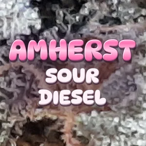 Amherst Sour Diesel Cannabis Strain