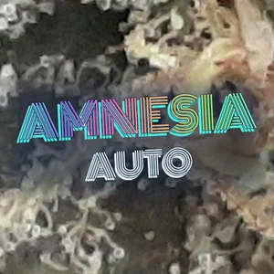 Amnesia Auto Cannabis Strain