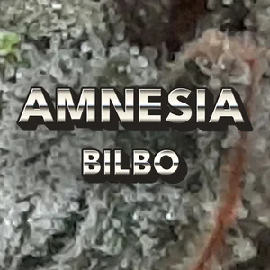 Amnesia Bilbo Cannabis Strain